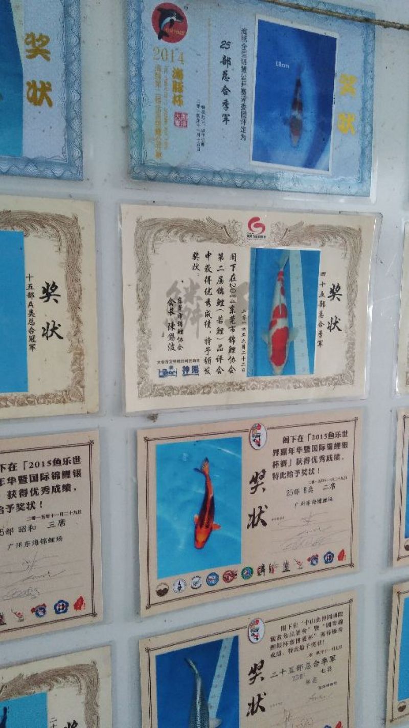 【锦鲤鱼苗】观赏鱼批发=基地直供/园林设计/技术指导养殖