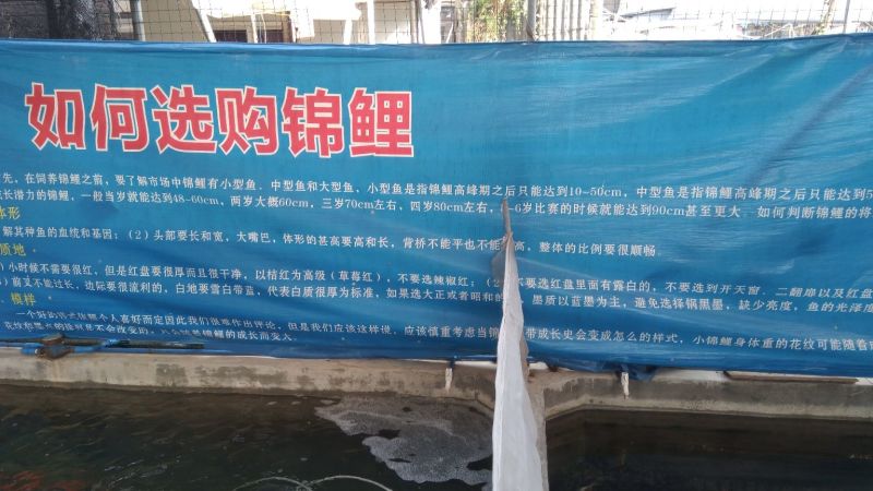 【锦鲤鱼苗】观赏鱼批发=基地直供/园林设计/技术指导养殖