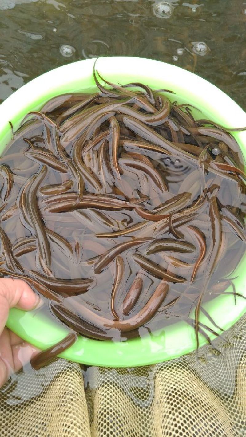 黄鳝养殖专用苗优质黄鳝苗实惠鳝鱼苗基地大量供应活苗