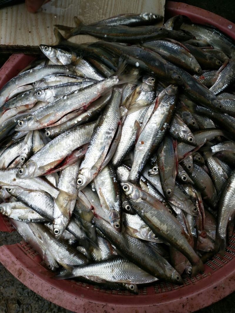 刀鱼食用冰鲜鱼