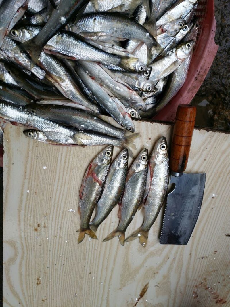 刀鱼食用冰鲜鱼