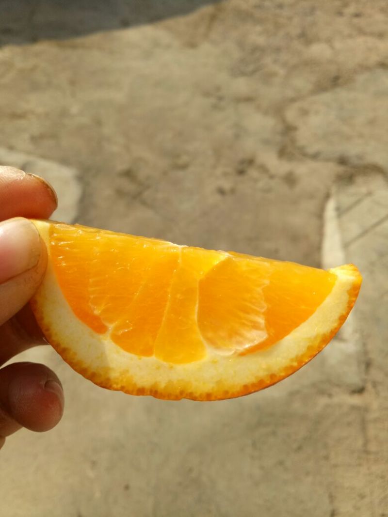 纽荷尔脐橙70~85mm，现皮薄多汁，味道甜入密