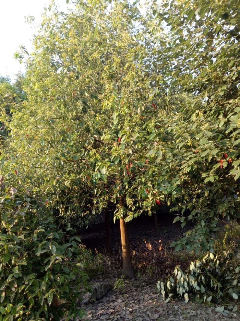 香樟14~16cm