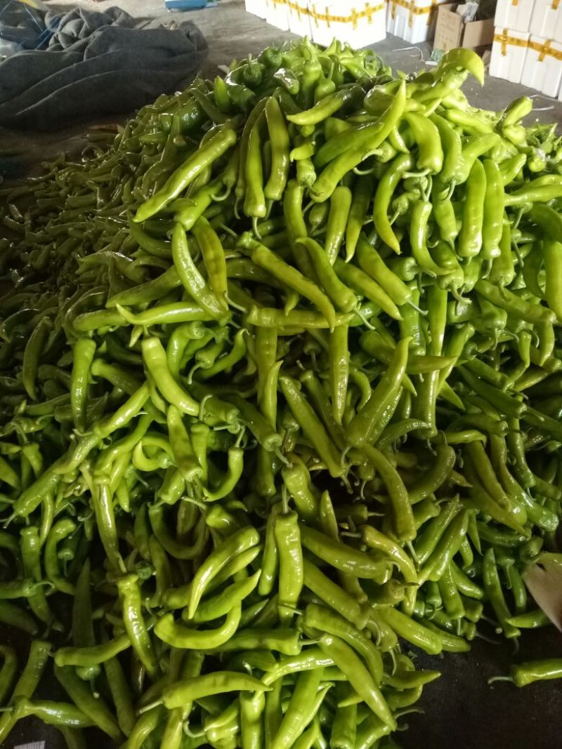黄皮椒，青州辣椒10~15厘米中辣黄，随时接单