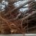 黄桃树14~16cm1.5~2米