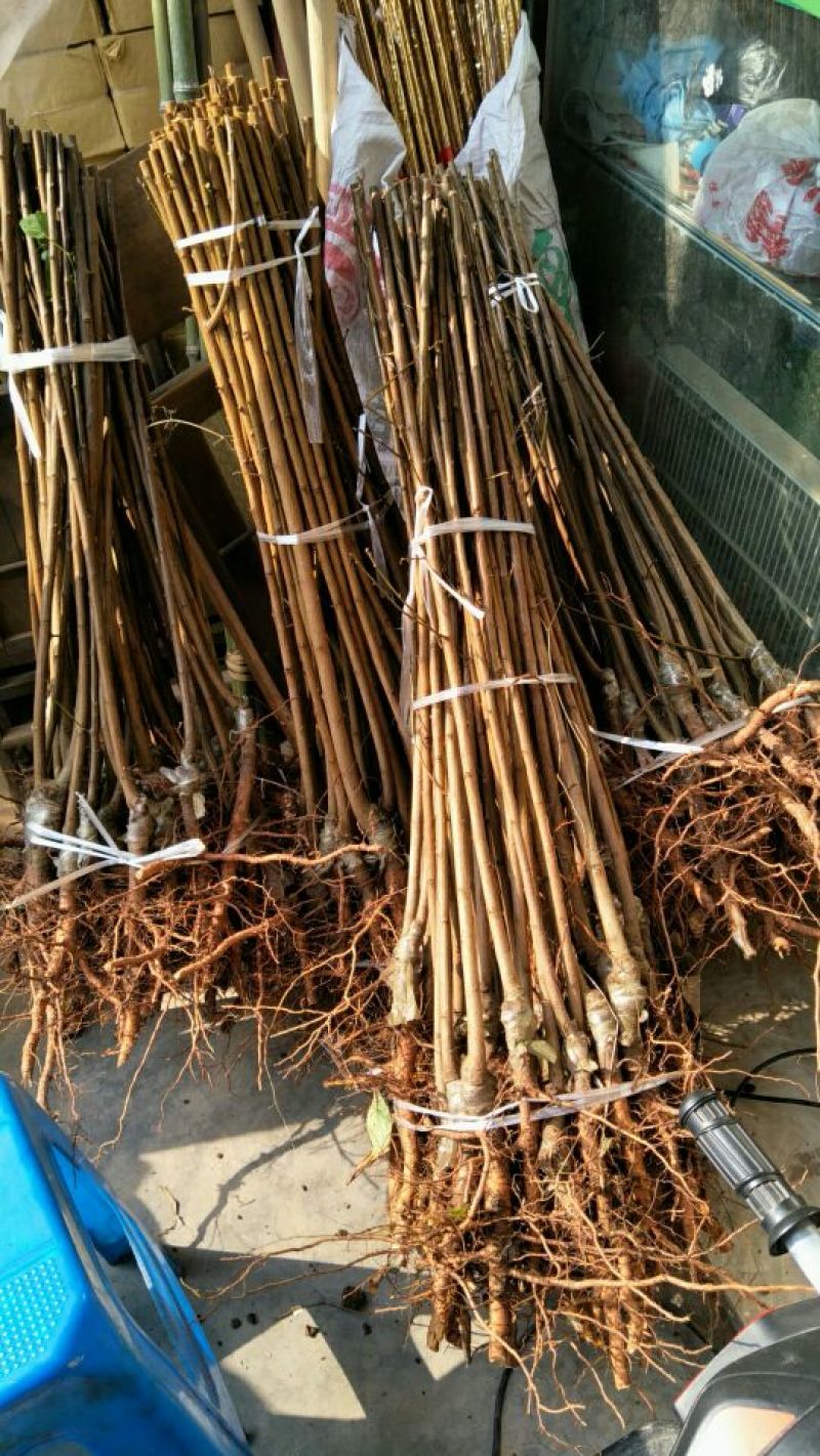 五月脆李子苗，品种纯，口感脆甜，个头大，现挖现发免费包邮