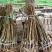 五月脆李子苗，品种纯，口感脆甜，个头大，现挖现发免费包邮