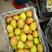 山西红香酥梨，口感好，耐存放，对接电商，工厂，超市