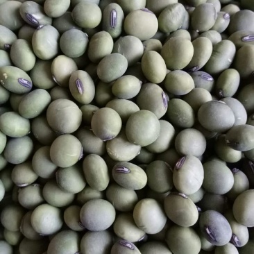 绿大豆优质双青豆里外青青豆类烧鱼最加搭档