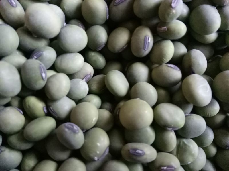 绿大豆优质双青豆里外青青豆类烧鱼最加搭档