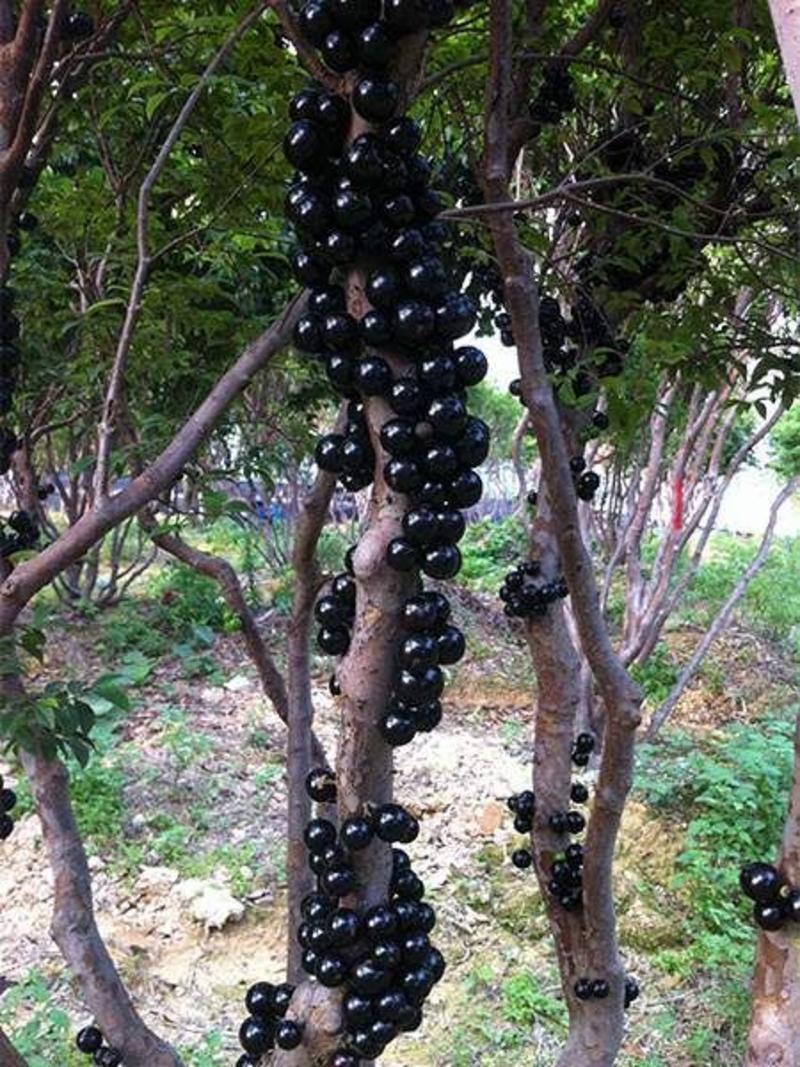 嘉宝果树苗形状像葡萄一样从树头长到树尾