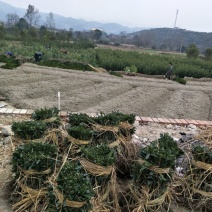 杨梅苗50~80cm