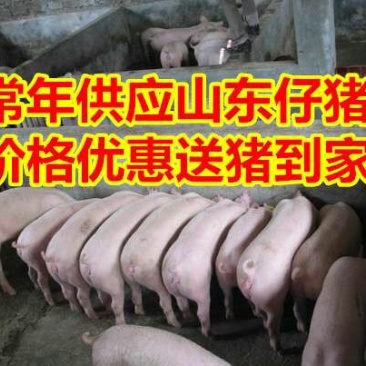 仔猪三元猪仔山东猪场常年供应仔猪，货源充足，全国可送