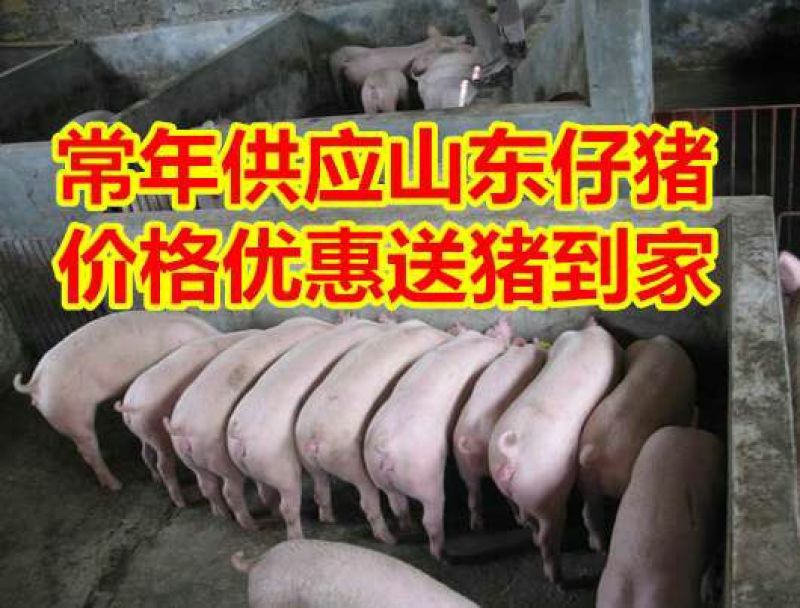 仔猪三元猪仔山东猪场常年供应仔猪，货源充足，全国可送