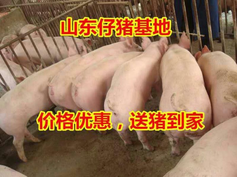 仔猪三元猪仔山东猪场常年供应仔猪，货源充足，全国可送