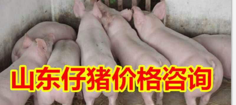仔猪三元猪仔山东猪场常年供应仔猪，货源充足，全国可送