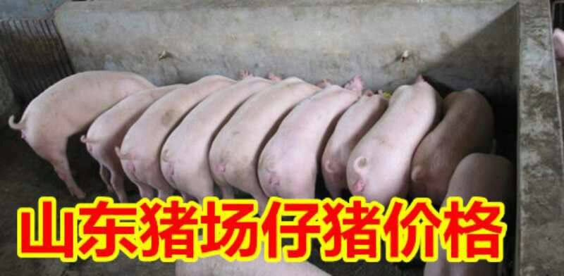 仔猪三元猪仔山东猪场常年供应仔猪，货源充足，全国可送