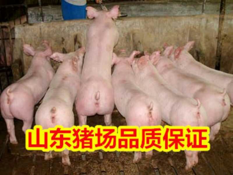 仔猪三元猪仔山东猪场常年供应仔猪，货源充足，全国可送