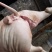 猪肉生肉