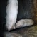 猪肉生肉