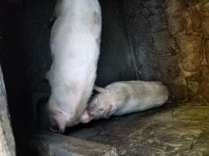 猪肉生肉