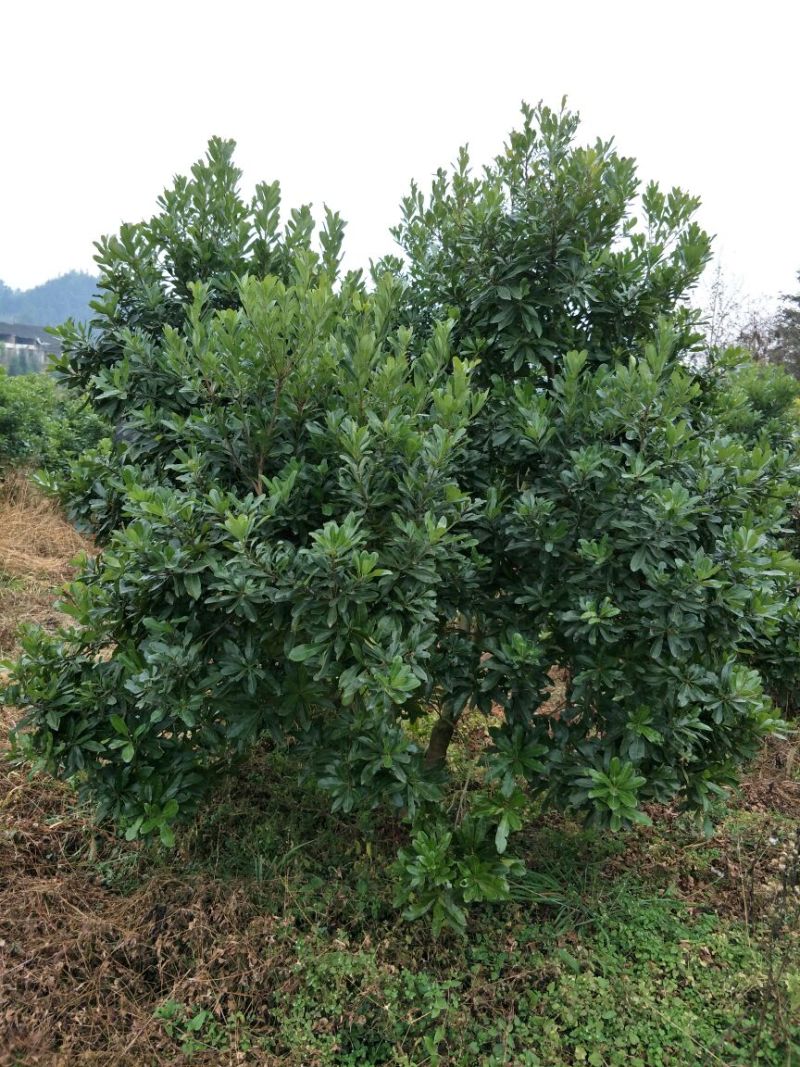 杨梅树201~230cm