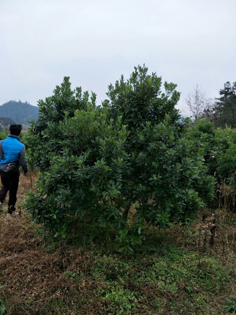 杨梅树201~230cm