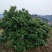 杨梅树201~230cm