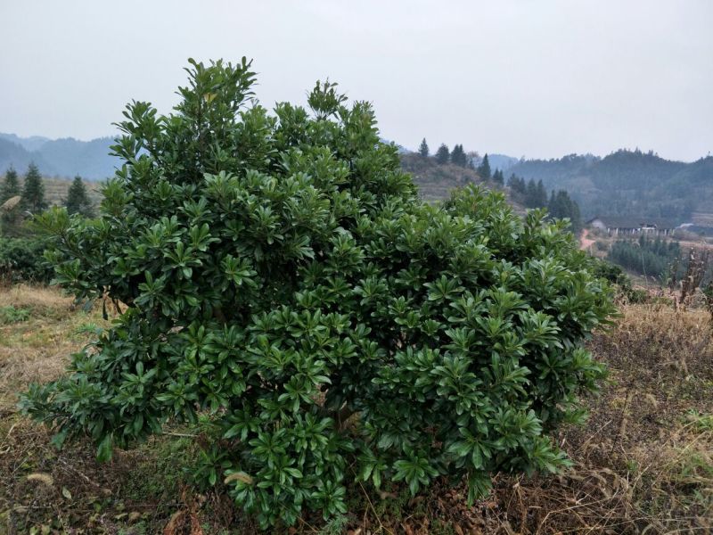 杨梅树201~230cm