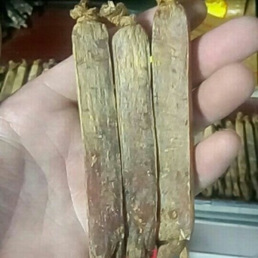 高丽参