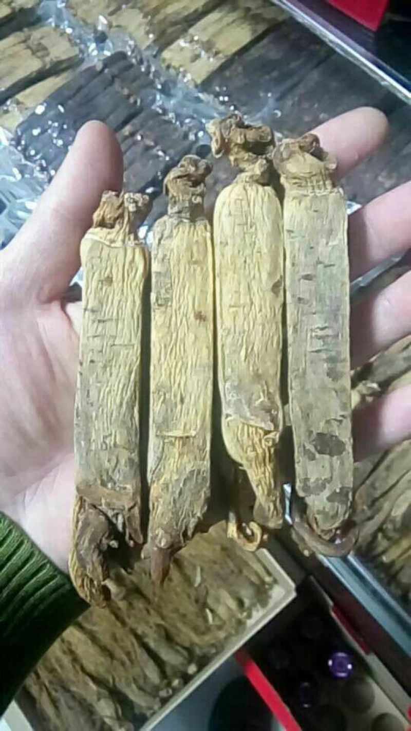 高丽参