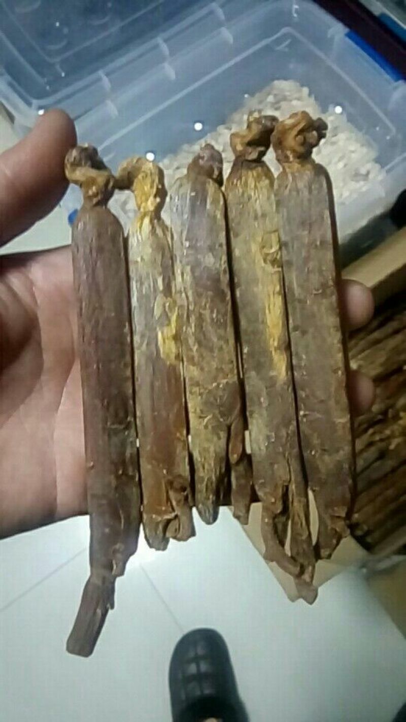 高丽参