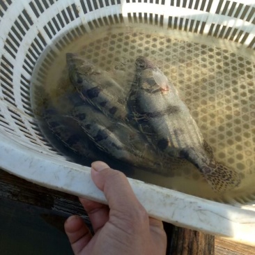 鳜鱼30~40cm食用活鱼