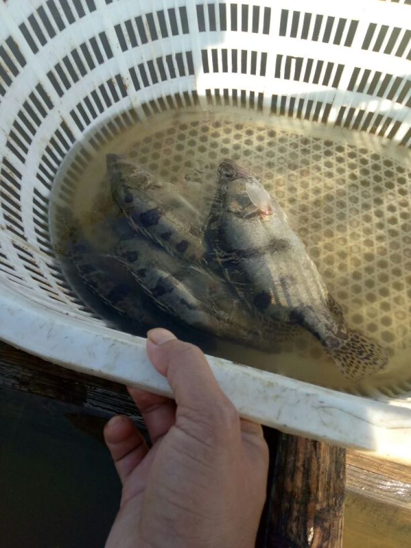 鳜鱼30~40cm食用活鱼