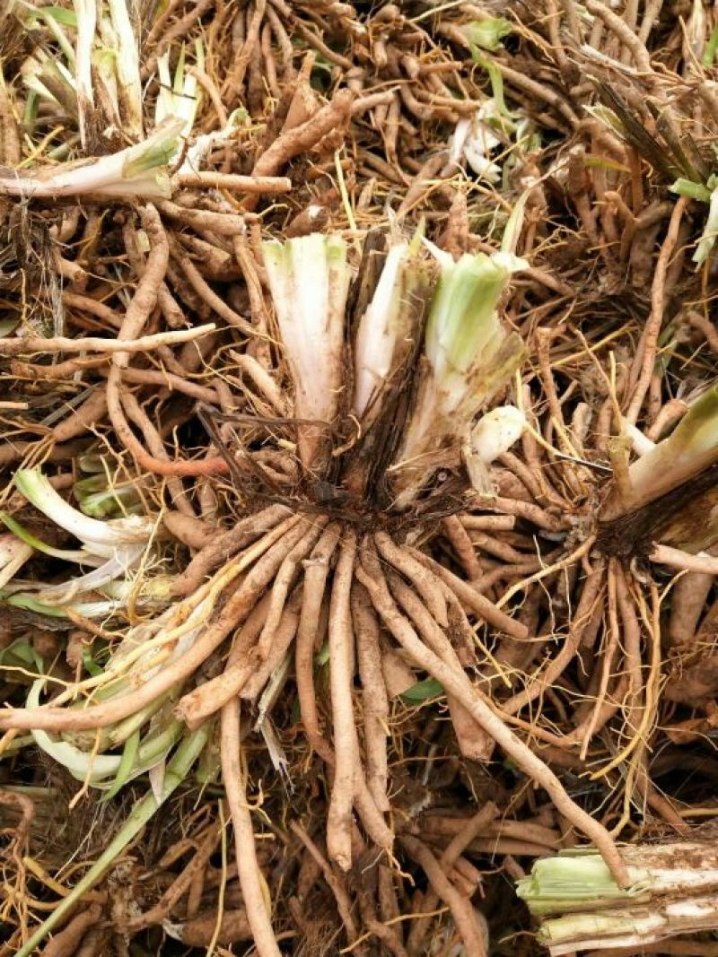 【推荐】黄花菜种苗10cm以下质量保证欢迎来电咨询