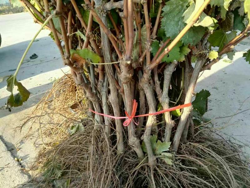 盆栽葡萄50~80cm