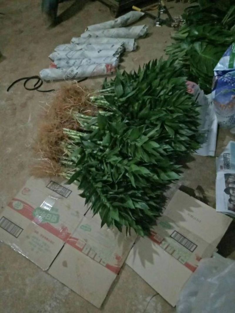 发财树，包邮，绿植小盆栽是室内摆放之优品有去甲醇之功效