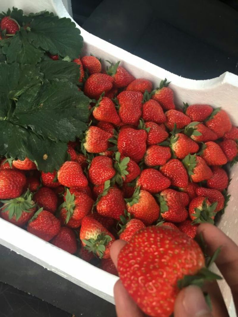 奶油草莓30~40克