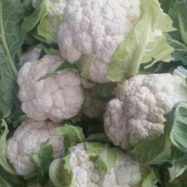 【🐮牛商】菜花2~3斤紧花乳白