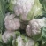 【🐮牛商】菜花2~3斤紧花乳白