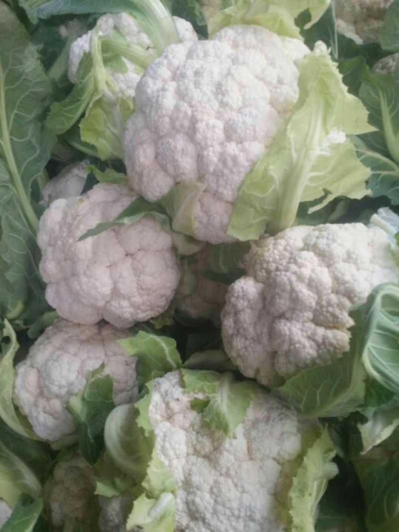 【🐮牛商】菜花2~3斤紧花乳白