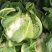 【🐮牛商】菜花2~3斤紧花乳白