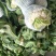 【🐮牛商】菜花2~3斤紧花乳白