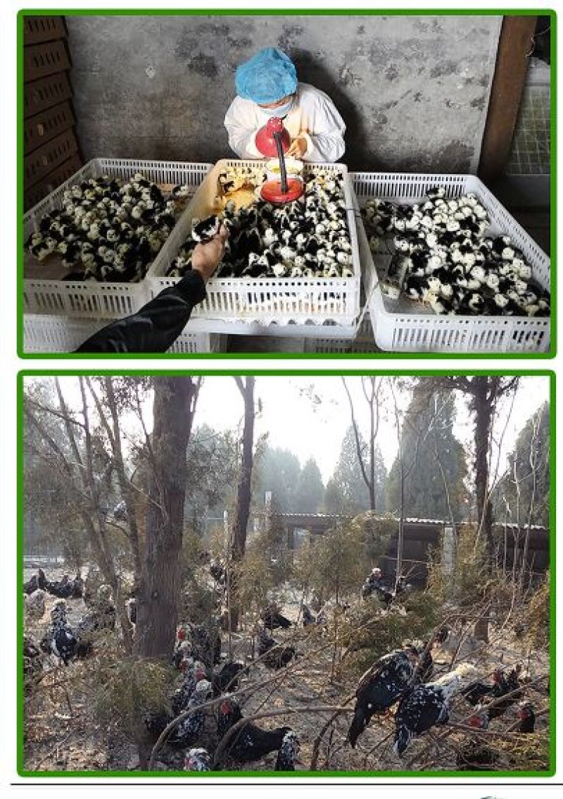 贵妃鸡苗纯种贵妃可鉴别