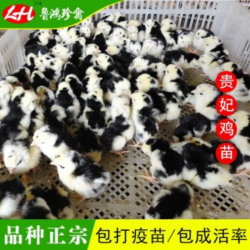 贵妃鸡苗纯种贵妃可鉴别