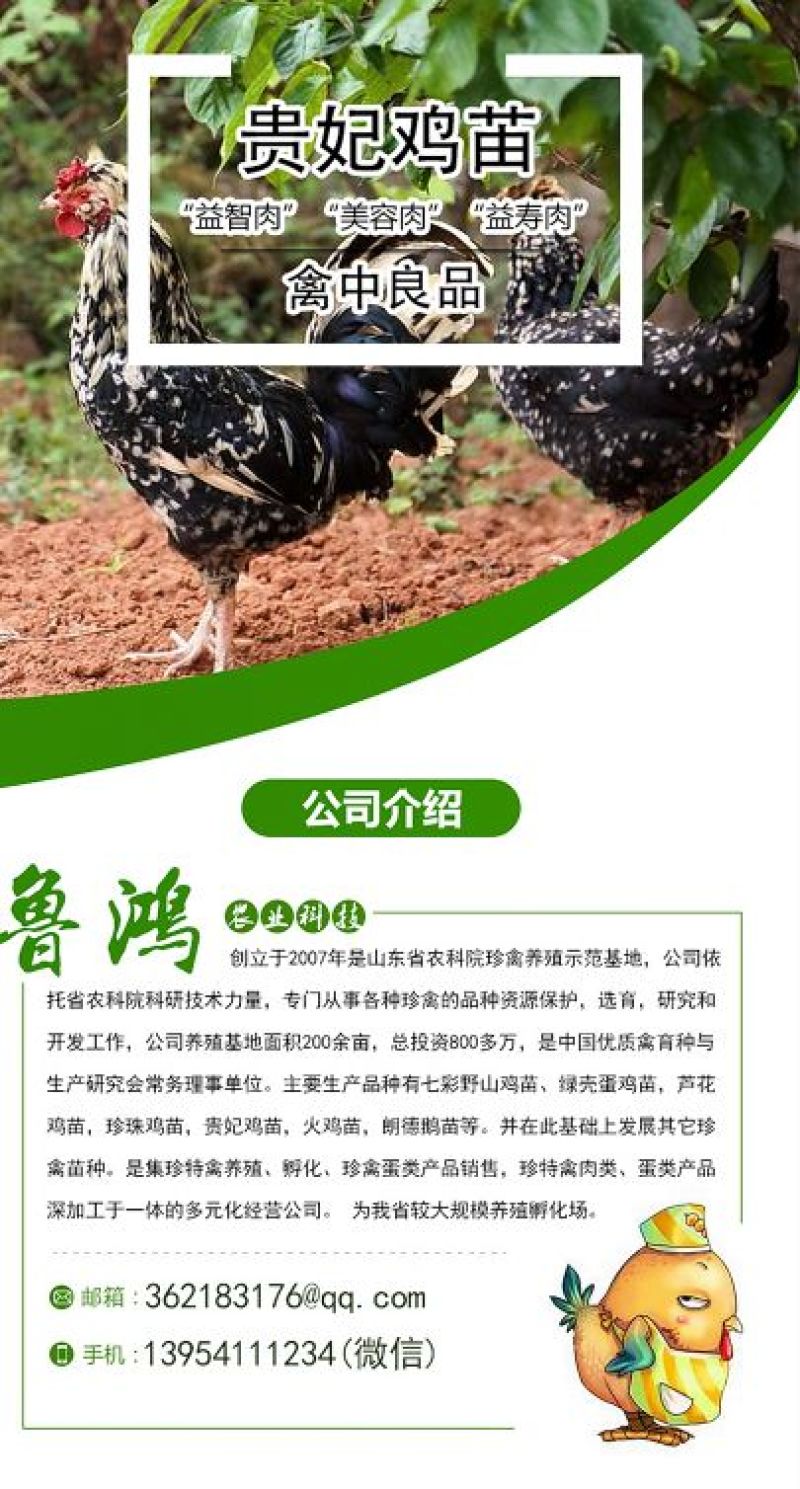 贵妃鸡苗纯种贵妃可鉴别