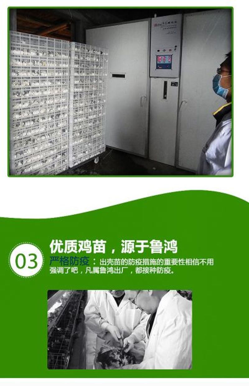 贵妃鸡苗纯种贵妃可鉴别
