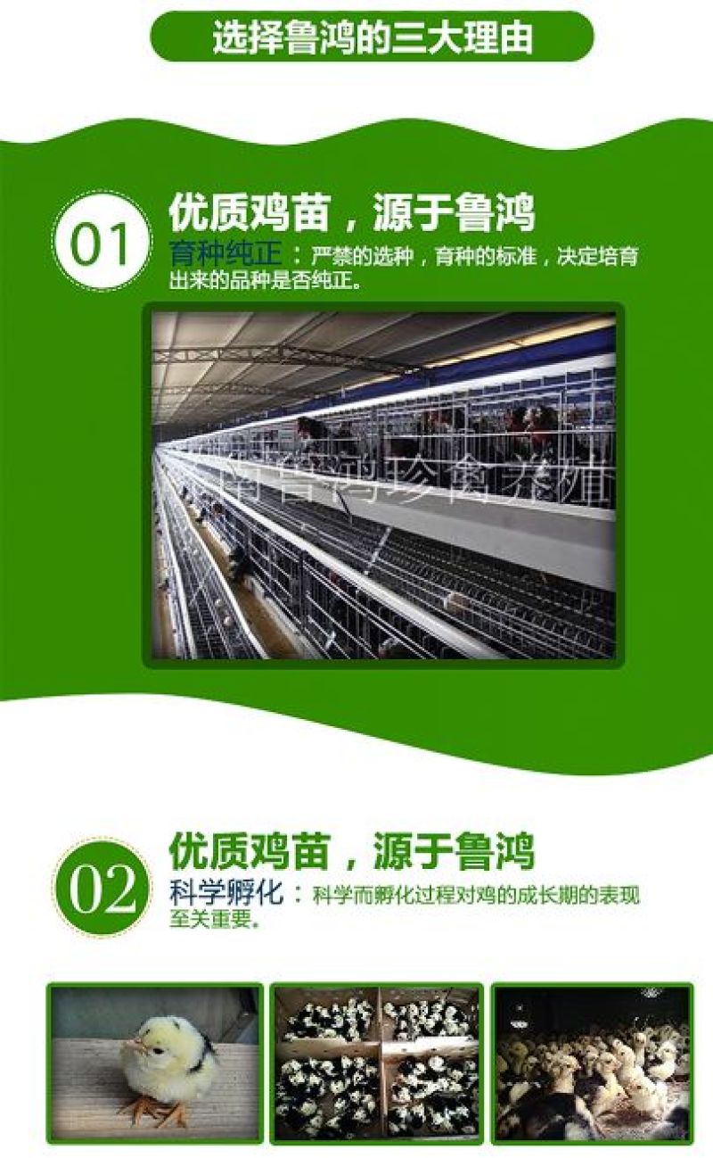 贵妃鸡苗纯种贵妃可鉴别