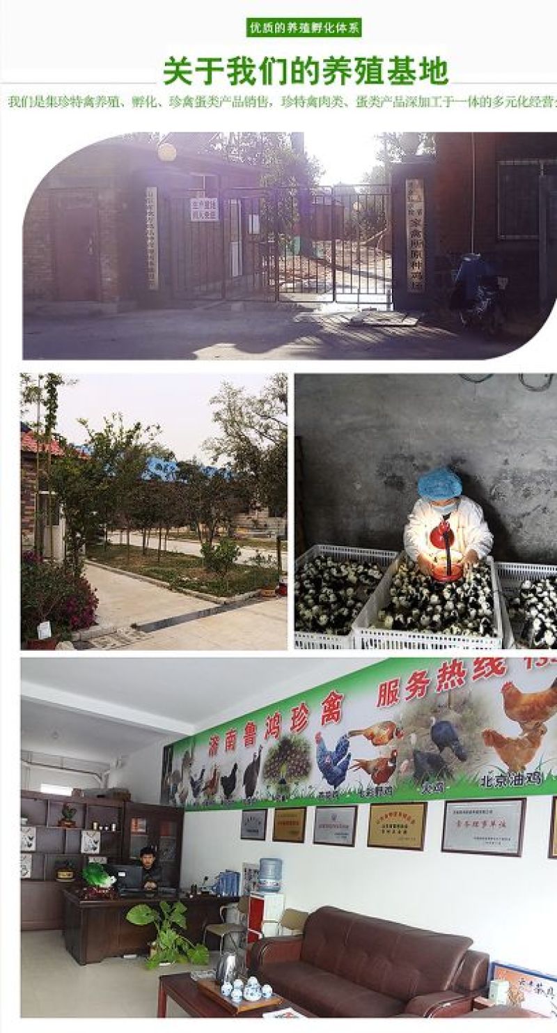 贵妃鸡苗纯种贵妃可鉴别