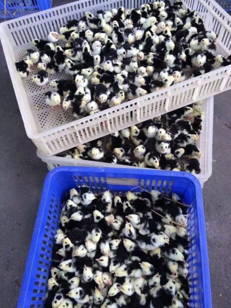 贵妃鸡苗纯种贵妃可鉴别